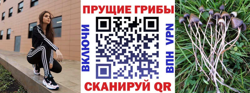 Купить где  Нерехта  Псилоцибиновые грибы мицелий 